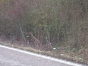 DSCF4071